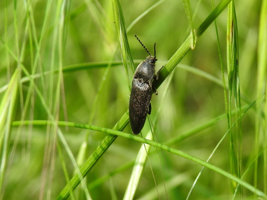 Melanotus punctolineatus - sávos gyászpattanó