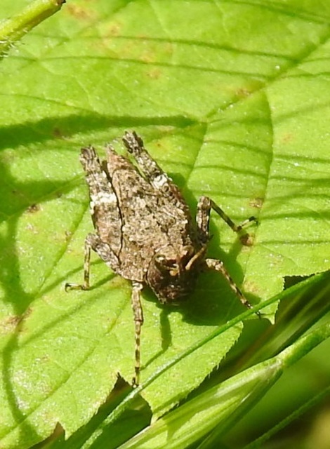 Tetrix bipunctata - kétpettyes tövishátúsáska