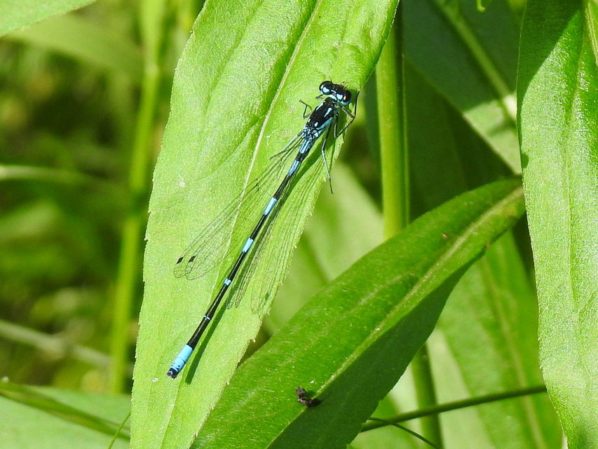 Coenagrion pulchellum - karcsú légivadász