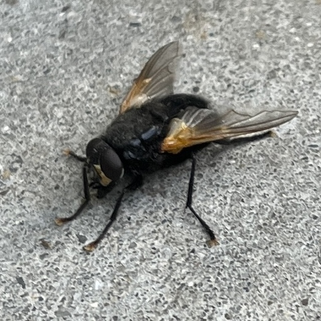 Mesembrina meridiana