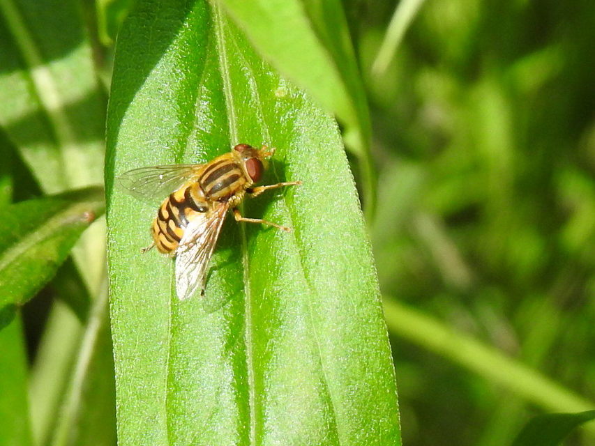 Parhelophilus