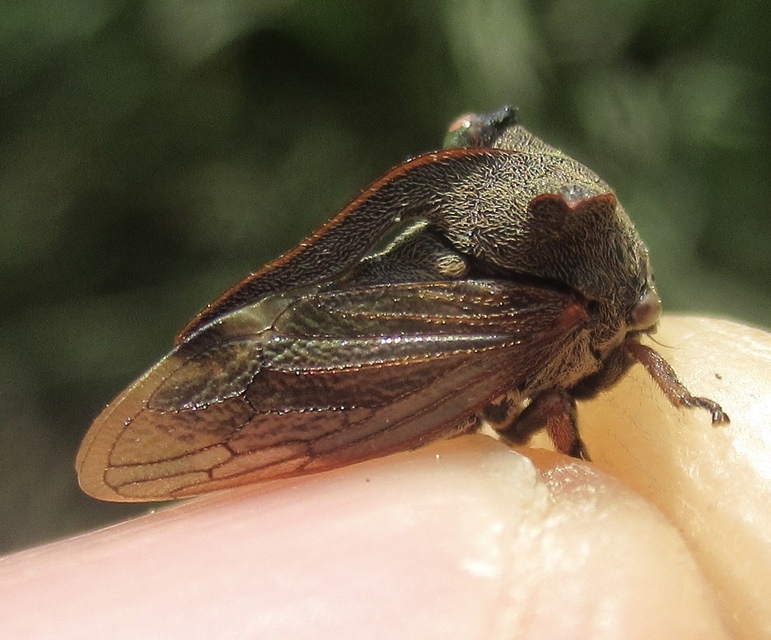 Centrotus cornutus - szarvaskabóca