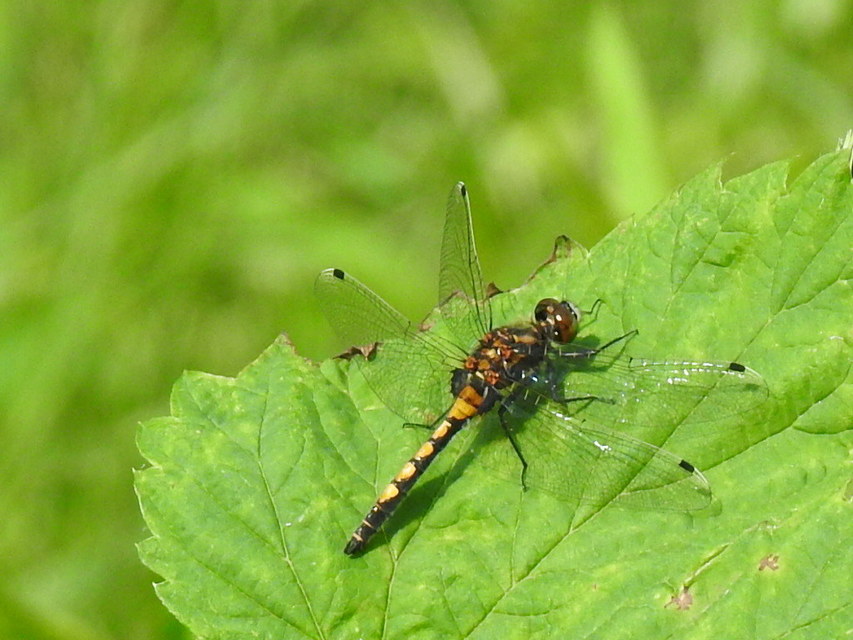 Leucorrhinia pectoralis - lápi álarcos-szitakötő