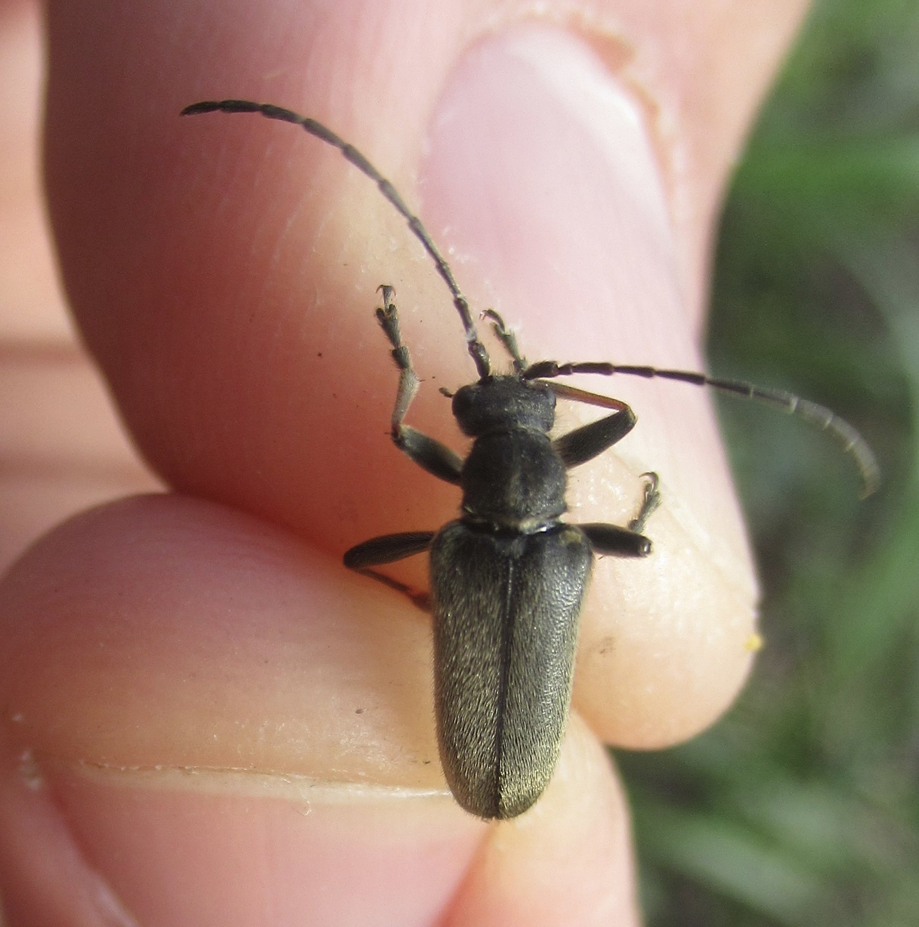 Cortodera holosericea - imolacincér