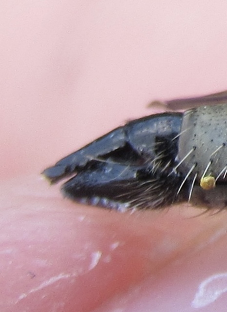 Dysmachus praemorsus