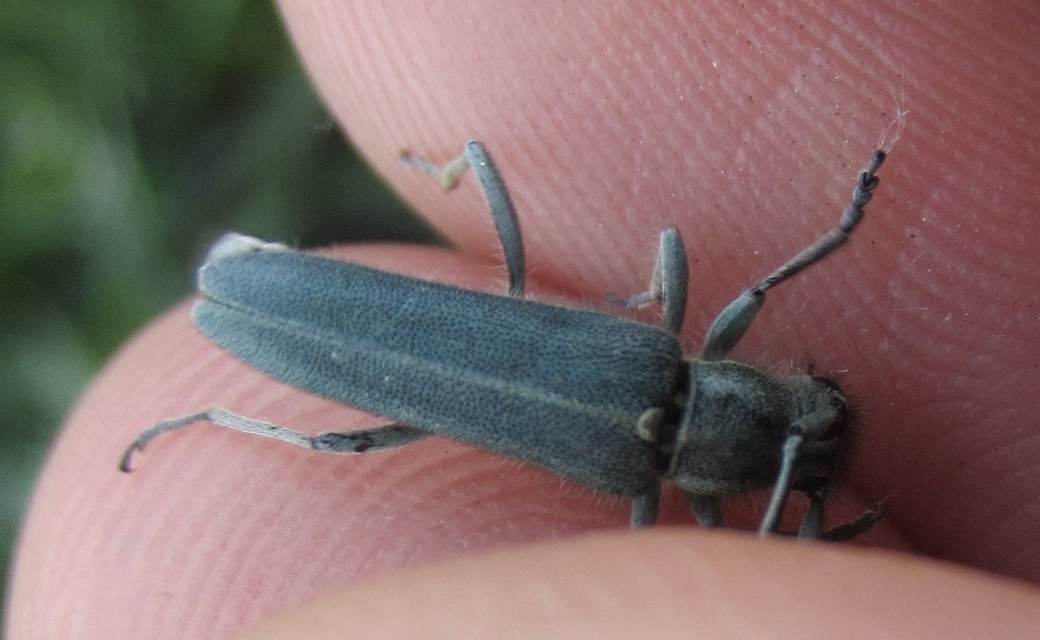 Phytoecia coerulescens - kígyósziszcincér