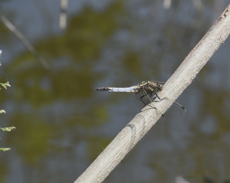 Orthetrum albistylum - fehérfarkú pásztorszitakötő