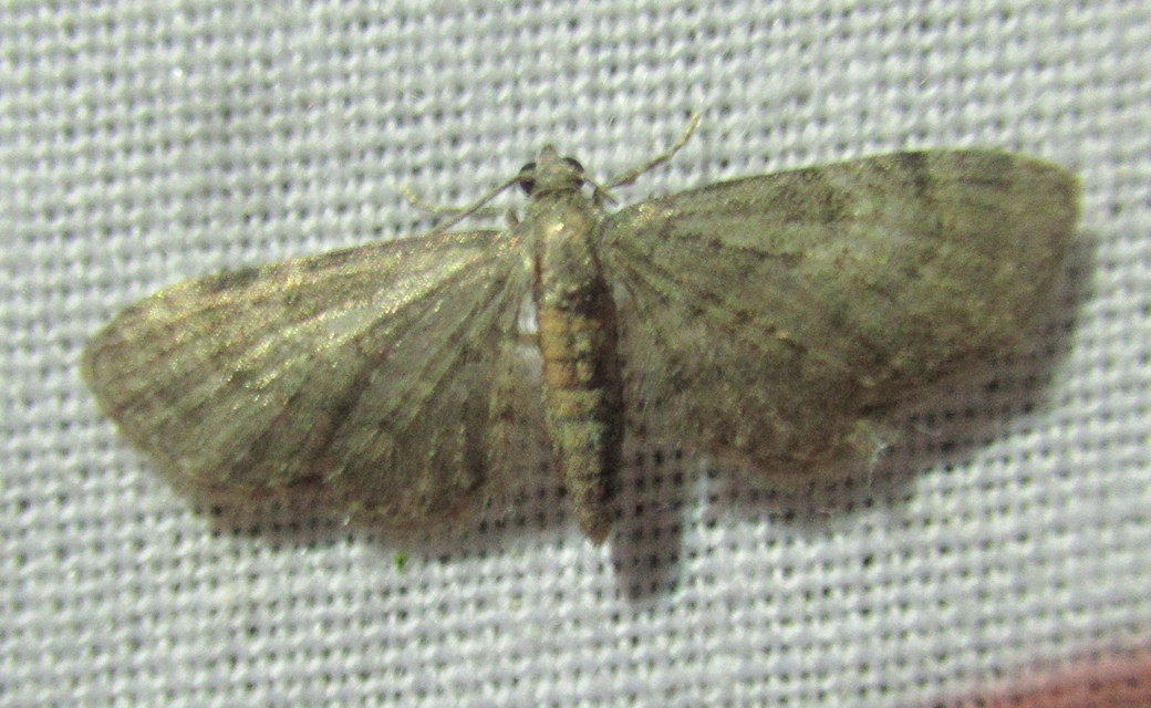 Eupithecia haworthiata - rozsdástestű törpearaszoló