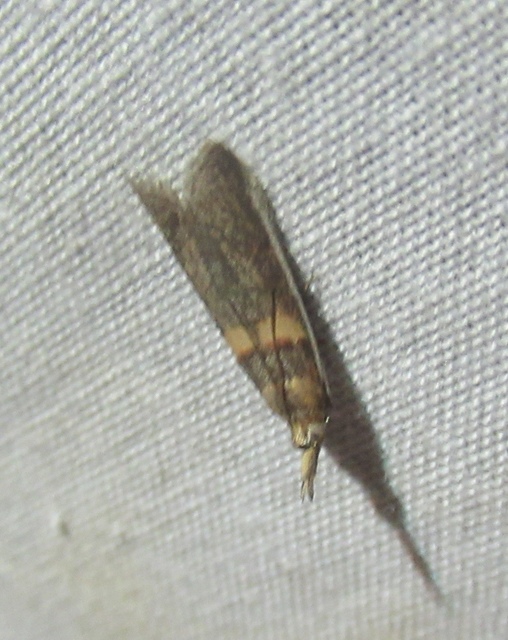 Etiella zinckenella - akácmoly