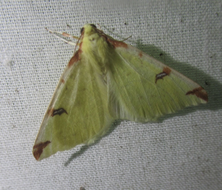 Opisthograptis luteolata - citromsárga araszoló