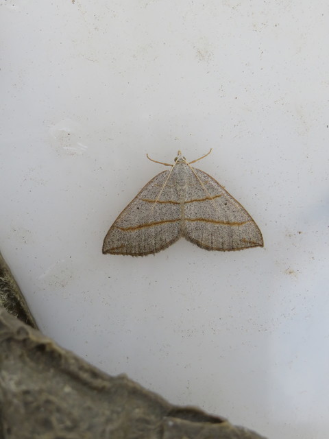 Scotopteryx mucronata/luridata/ignorata
