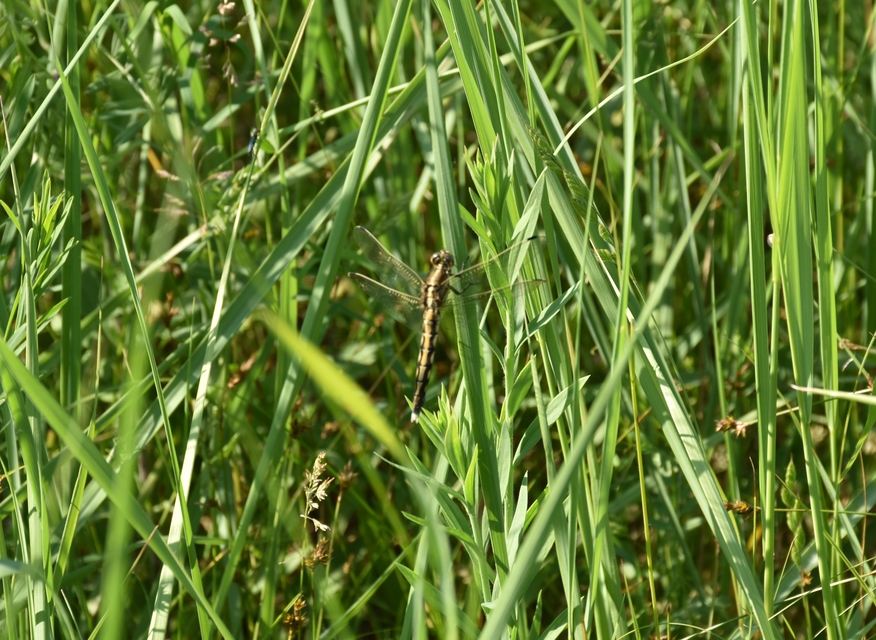 Orthetrum albistylum - fehérfarkú pásztorszitakötő