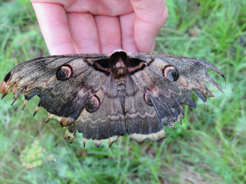 Saturnia pyri - nagy pávaszem