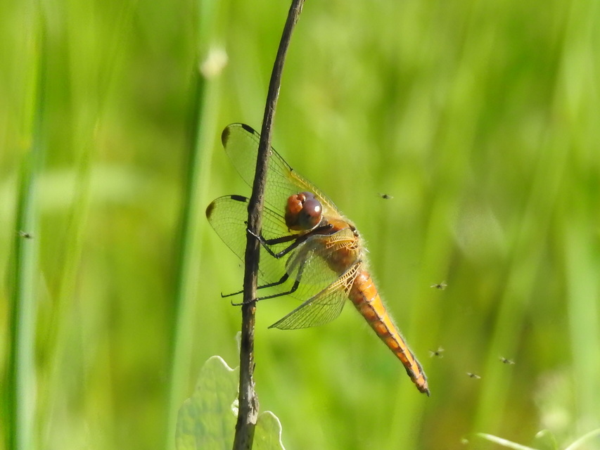 Libellula fulva - kisfoltos laposacsa