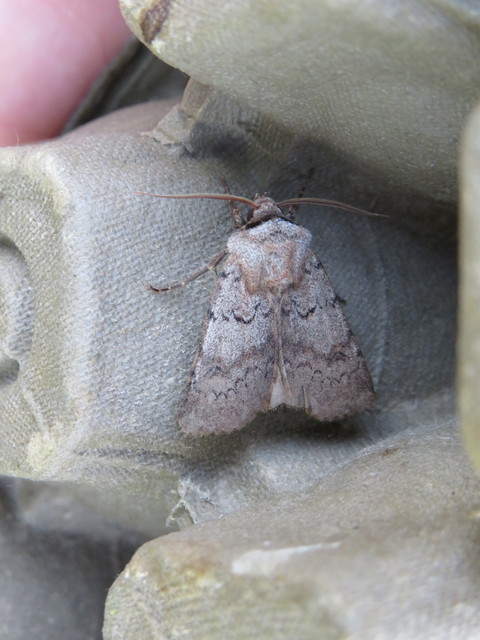 Agrotis cinerea - szürkés földibagoly