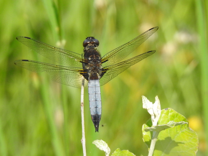 Libellula fulva - kisfoltos laposacsa