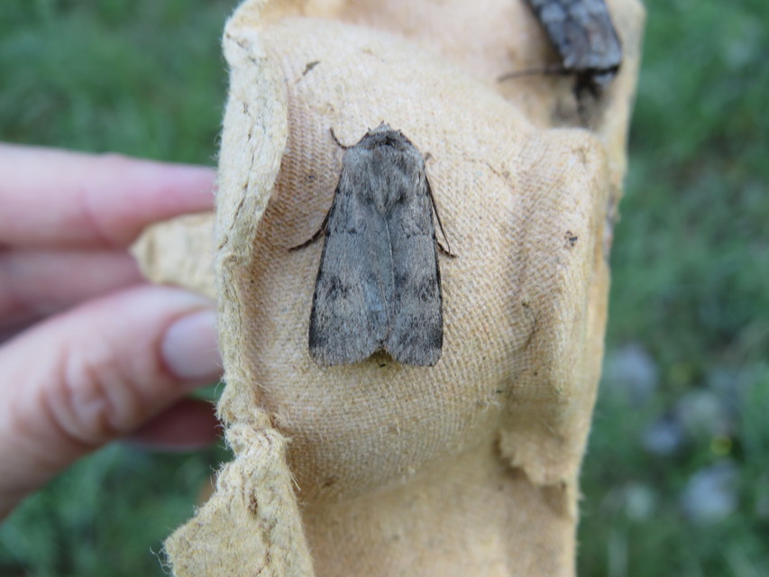 Agrotis cinerea - szürkés földibagoly
