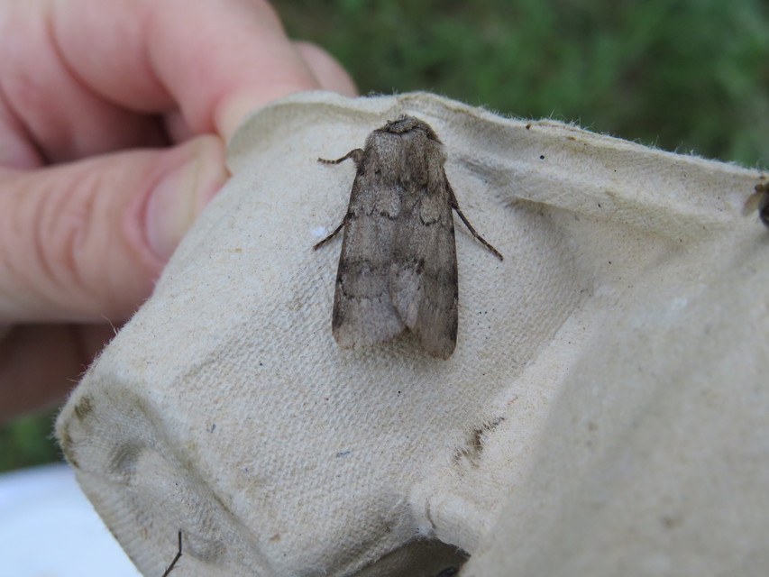 Agrotis cinerea - szürkés földibagoly