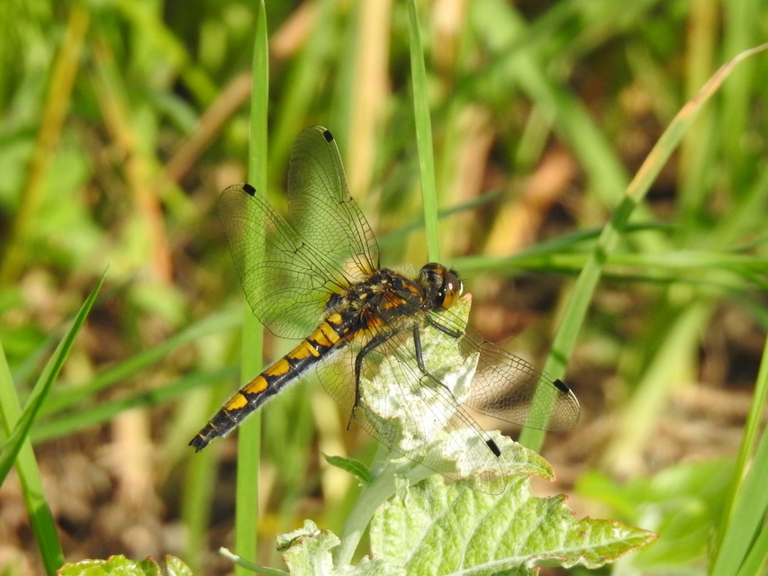 Leucorrhinia pectoralis - lápi álarcos-szitakötő