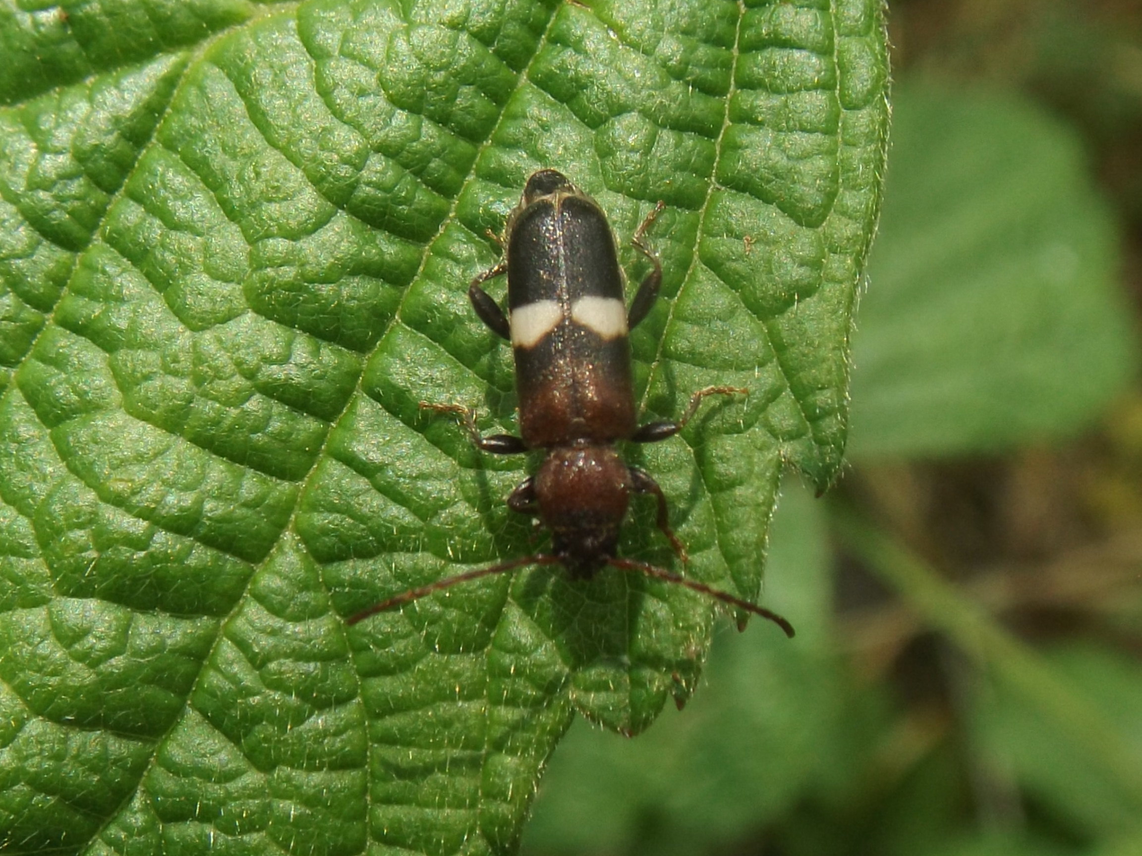 Phymatodes fasciatus - szőlőcincér