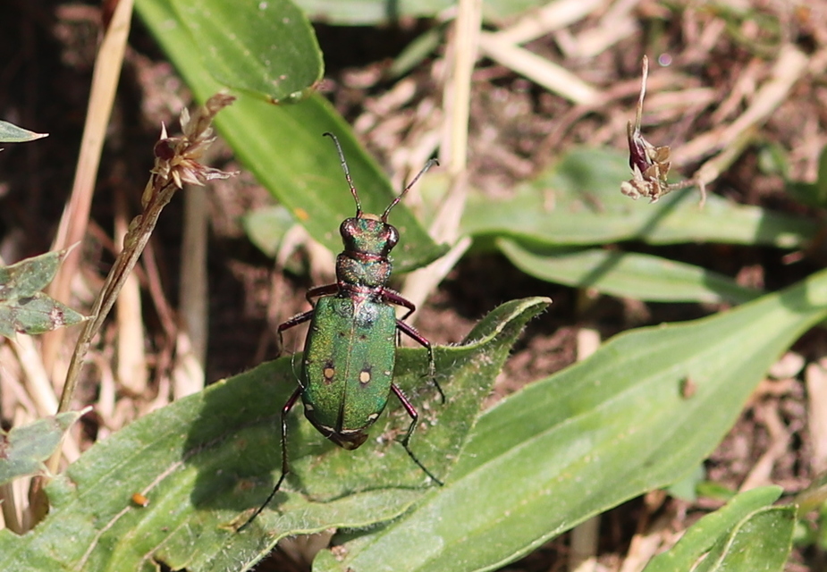 Cicindela campestris - mezei homokfutrinka