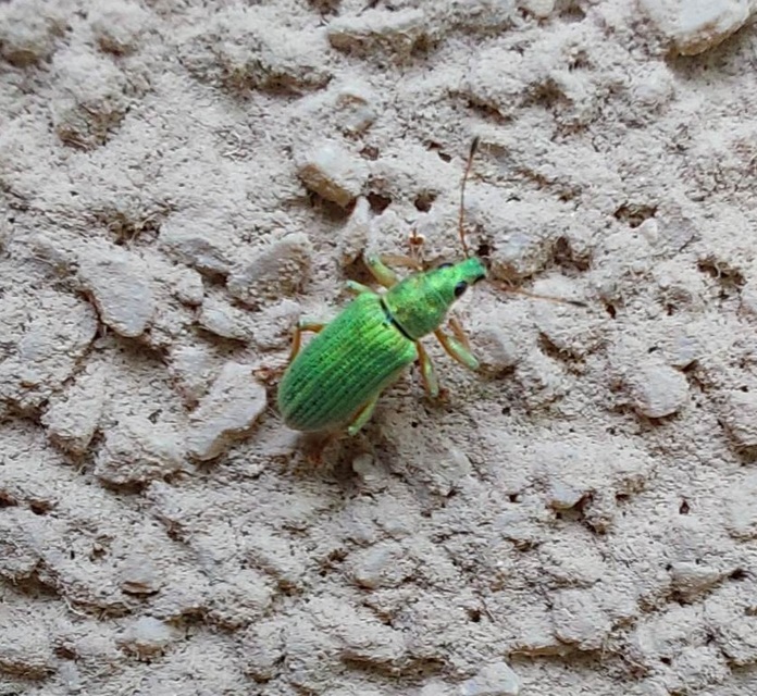 Polydrusus formosus - selymes lombormányos