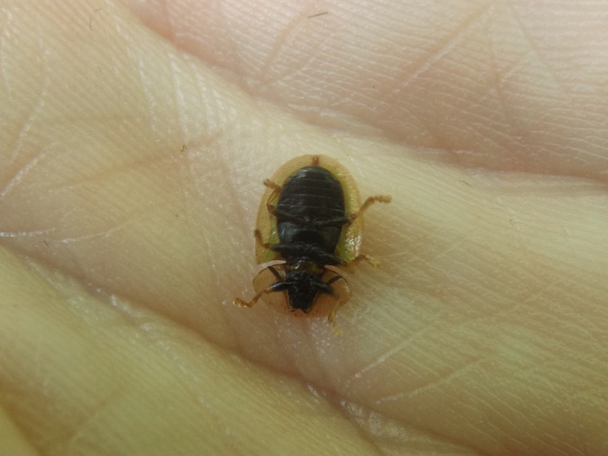 Cassida vibex - szőrös pajzsbogár Cassida vibex - szőrös pajzsbogár