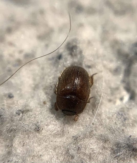 Pocadius ferrugineus - közönséges pöfetegfénybogár