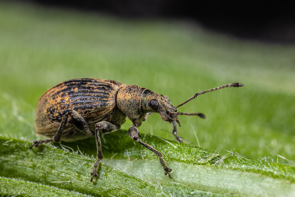 Phyllobius pomaceus - csalán-levélormányos