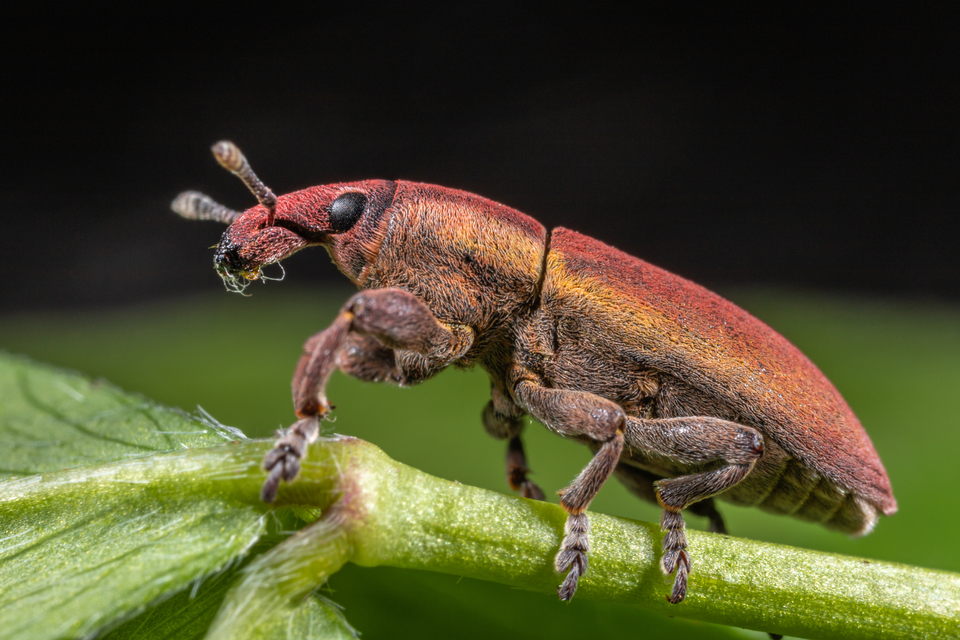 Lixus angustus - rövid dudvabarkó
