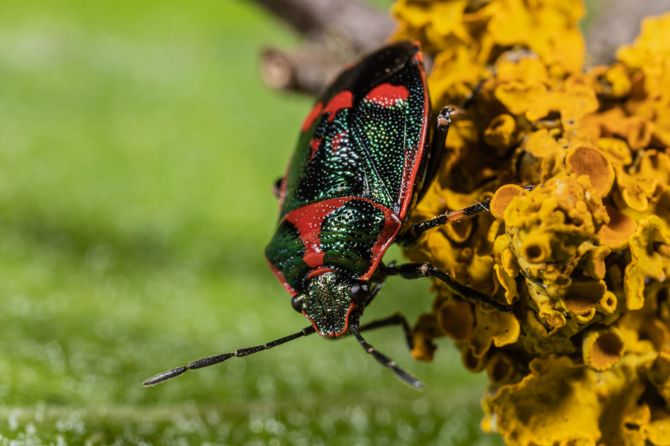 Eurydema oleracea - paréjpoloska Eurydema oleracea - paréjpoloska