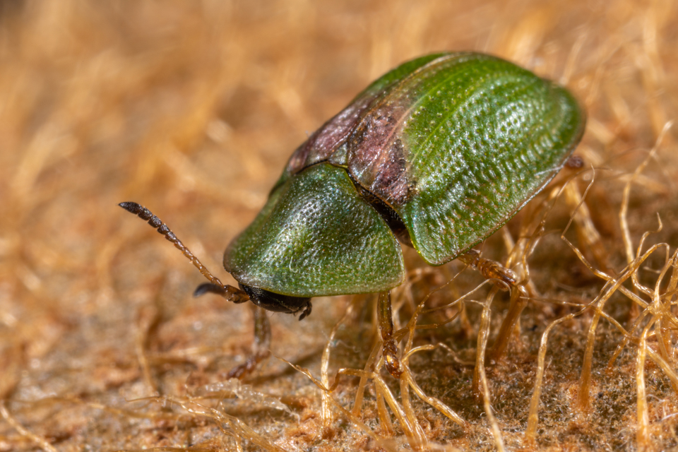 Cassida Cassida