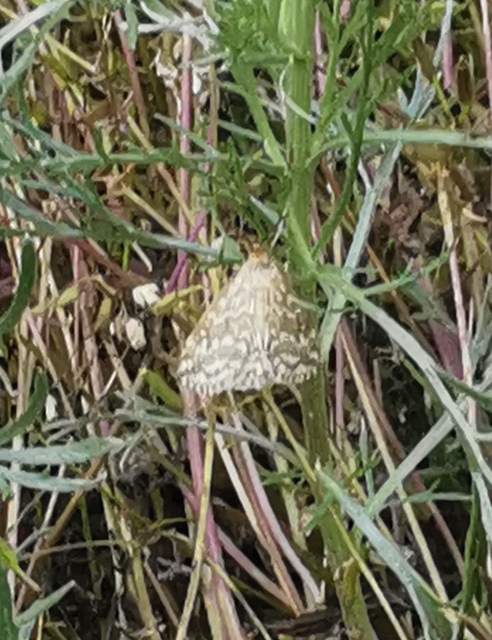 Evergestis frumentalis - tavaszi dudvamoly