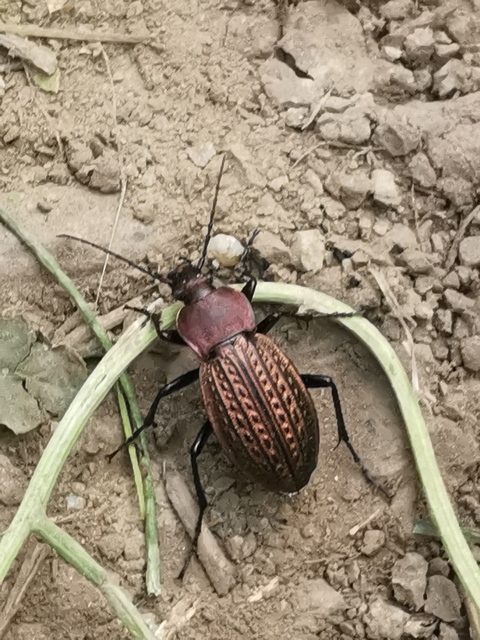 Carabus cancellatus - ragyás futrinka