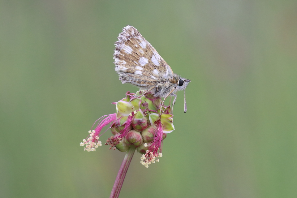 Spialia orbifer - törpe busalepke