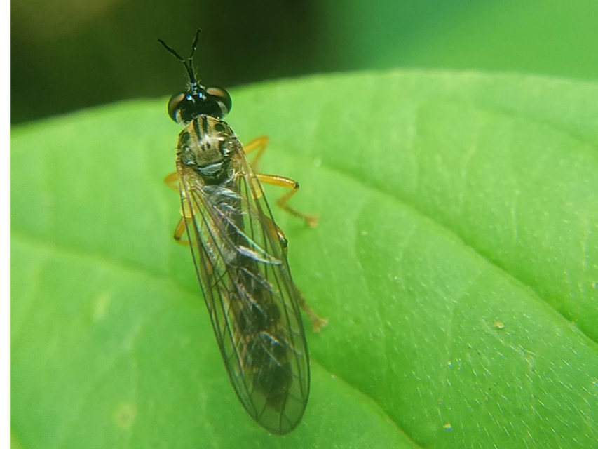 Dioctria linearis - karcsú héjalégy