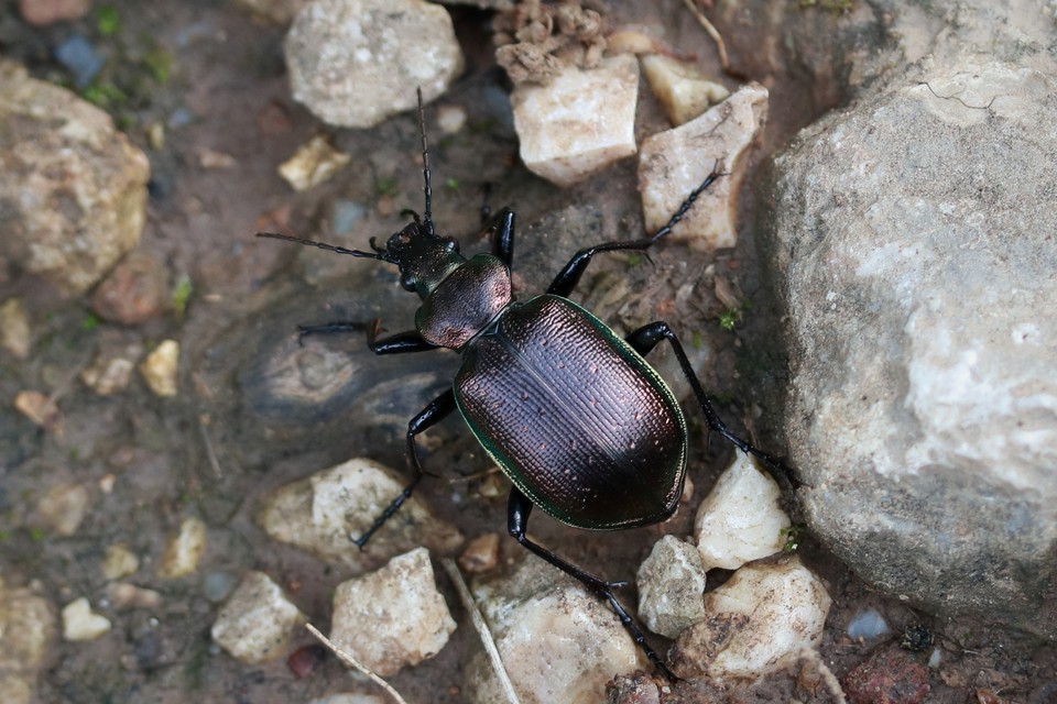 Calosoma inquisitor - kis bábrabló