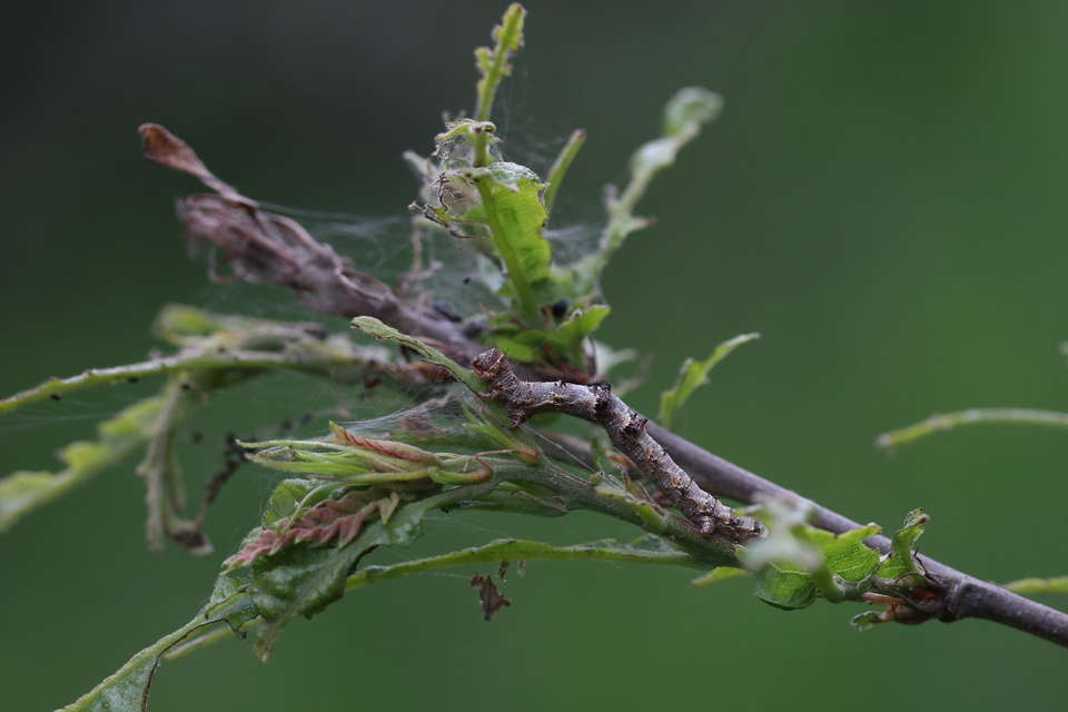 Apocheima pilosaria - zöldes tavasziaraszoló