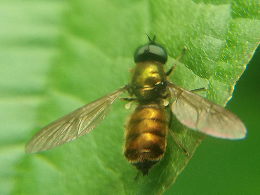 Chloromyia formosa - közönséges fémeslégy