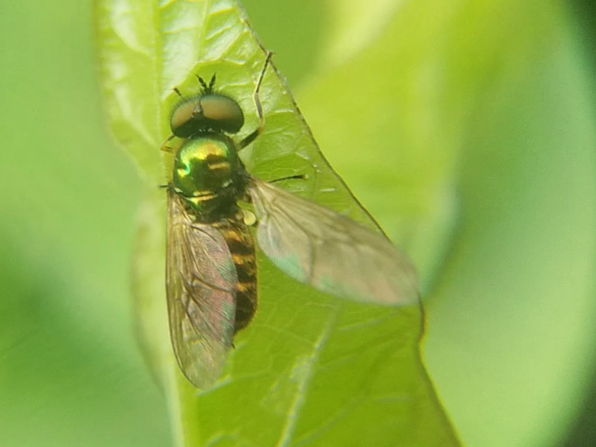 Chloromyia formosa - közönséges fémeslégy