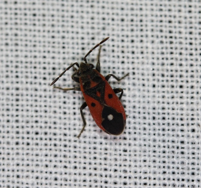 Melanocoryphus tristrami