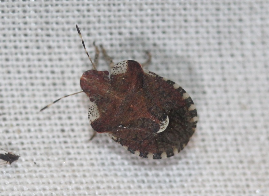Dyroderes umbraculatus Dyroderes umbraculatus