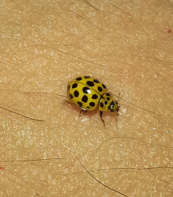 Psyllobora vigintiduopunctata - huszonkétpettyes katica