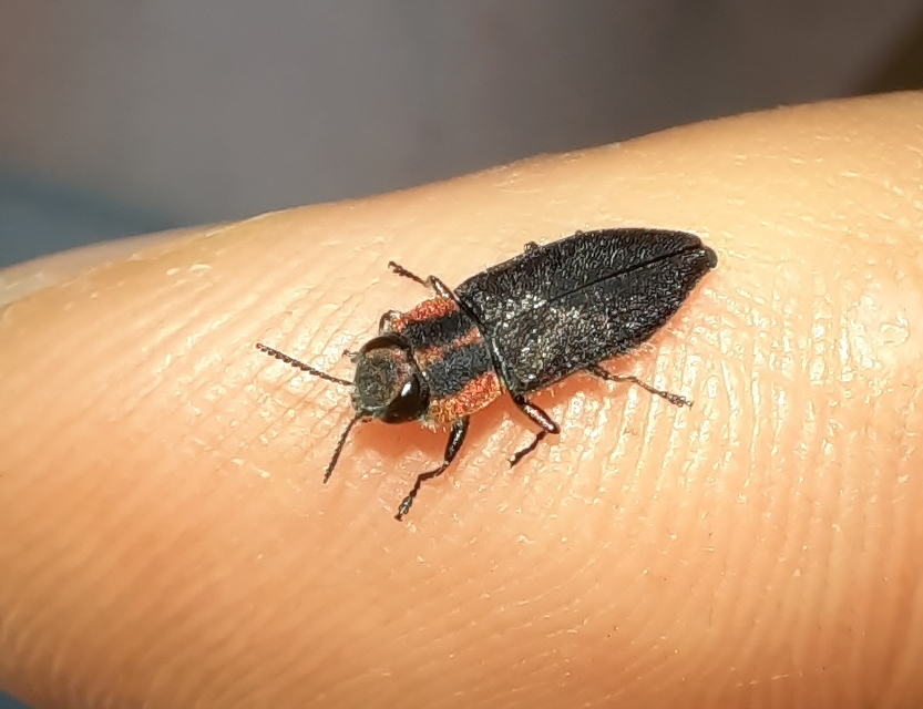 Anthaxia manca - sávosnyakú virágdíszbogár