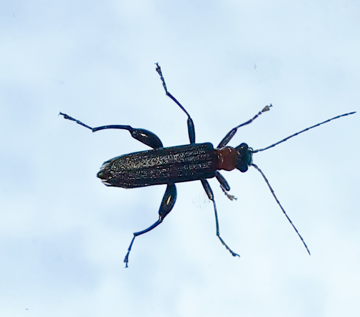 Oedemera croceicollis - pirostorú álcincér