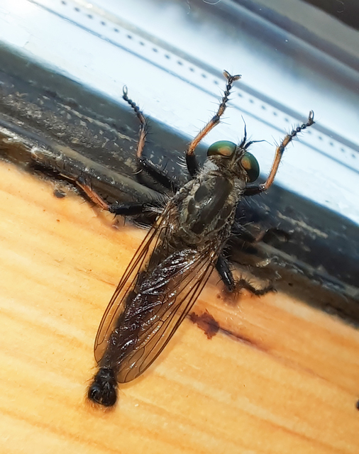 Neoitamus cothurnatus