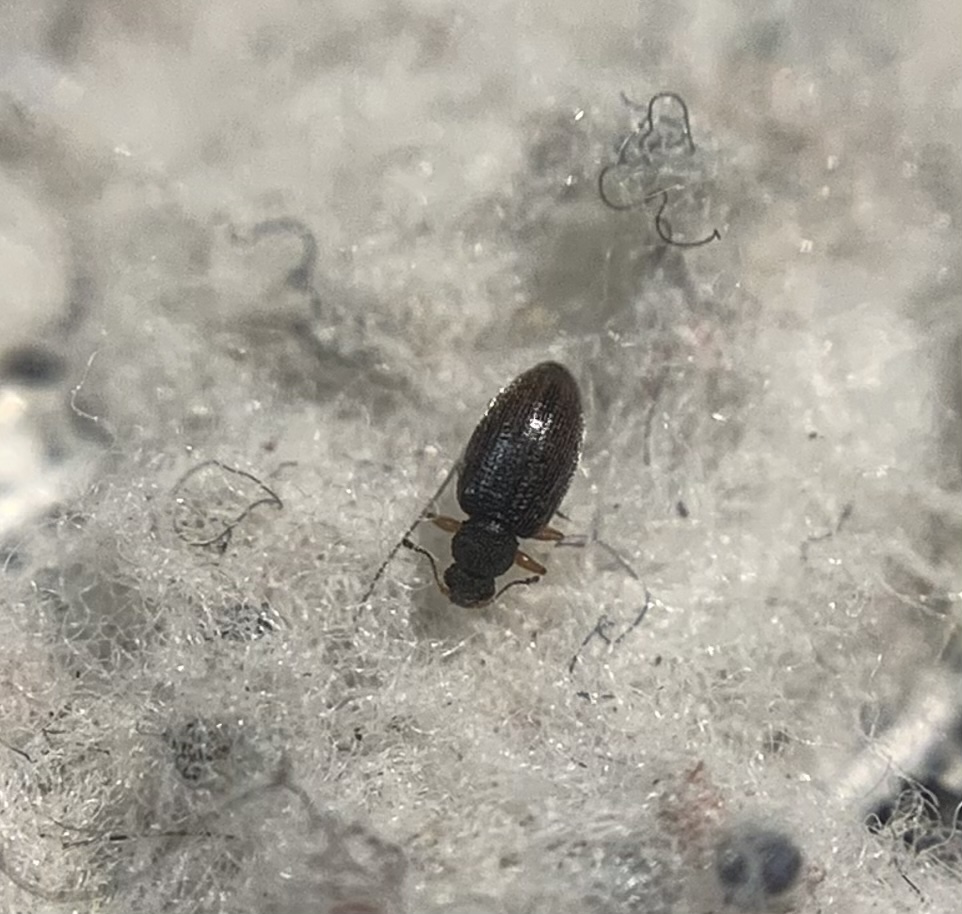 Melanophthalma transversalis - rövidnyakú pudvabogár