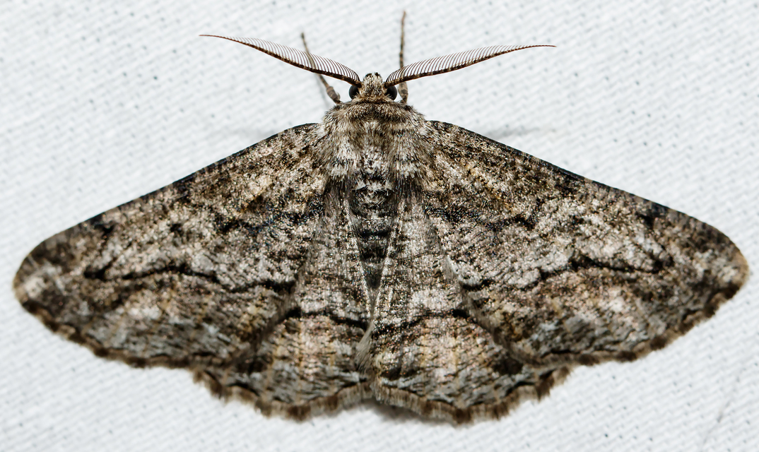 Synopsia sociaria - ürömaraszoló