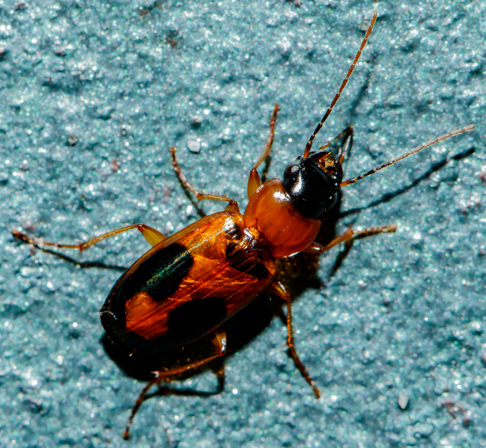 Badister meridionalis - közönséges posványfutonc