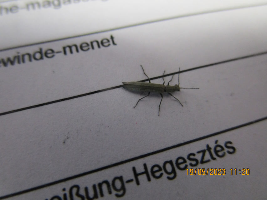 Dolichosoma lineare - ösztövér karimásbogár